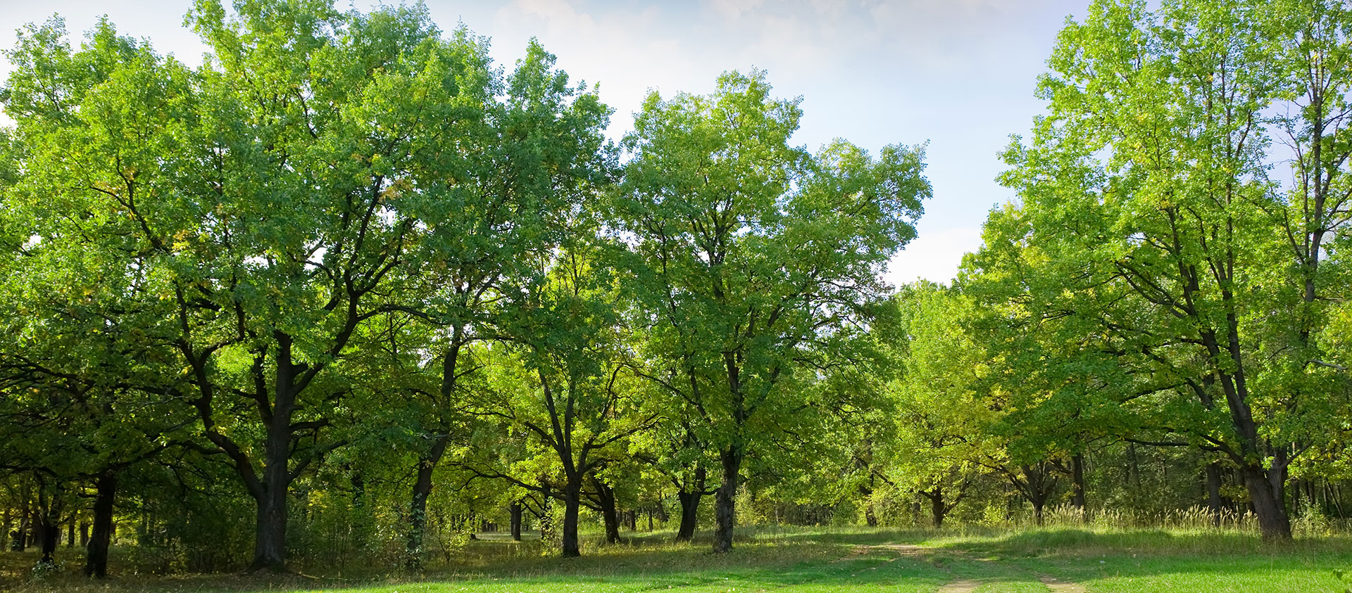 bannieres_arbres_2_0.jpg